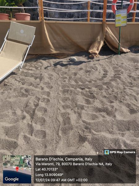 L’isola d’Ischia, la casa delle tartarughe marine “caretta caretta”