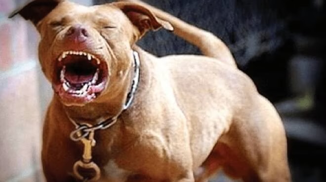 Lite “da cani” a Sant’Angelo