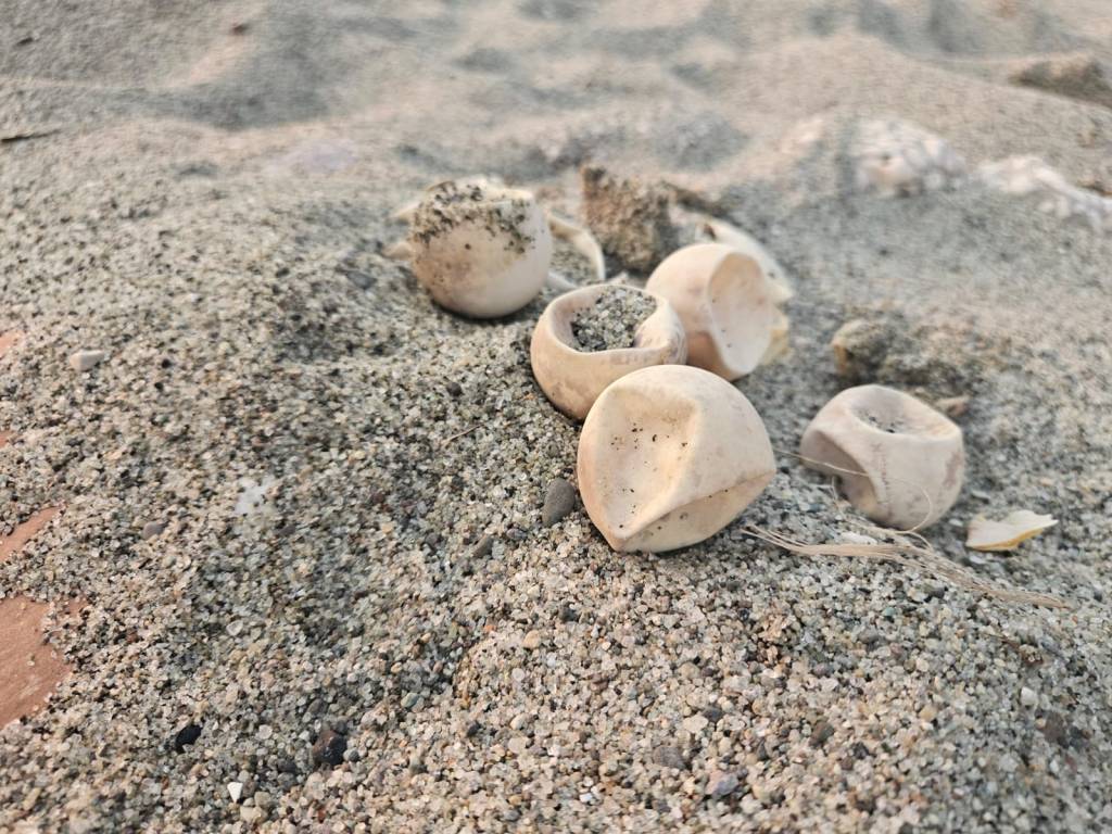 Cava dell’Isola: bimbo confonde le uova di tartaruga con palline da ping pong e ci gioca.