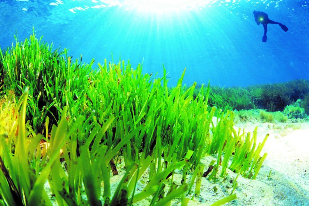 Posidonia Oceanica, un tesoro&nbsp;inestimabile!