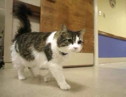 Quando un gatto diventa traghettatore dell’ultimo viaggio