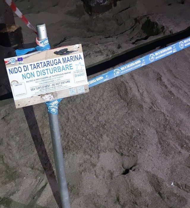Nuovo nido di Caretta caretta a Forio: la spiaggia del fortino ospita il 59° nido della&nbsp;Campania