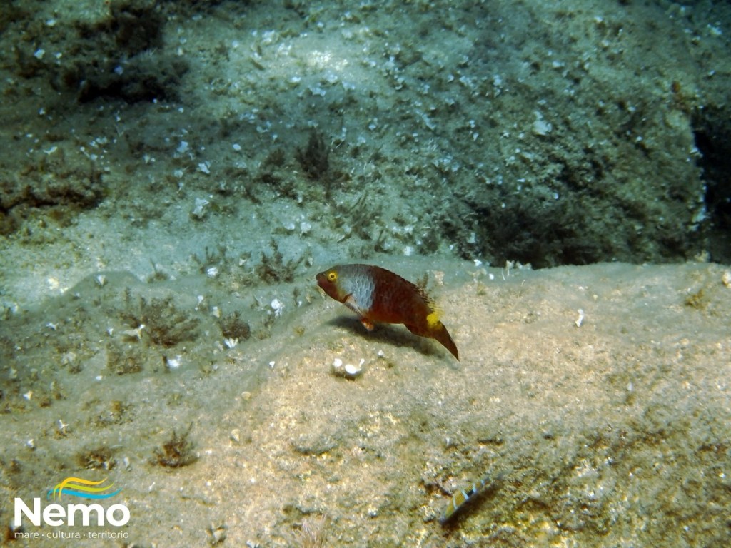 Pesci pappagallo e pesci balestra: segnali chiari dai fondali di&nbsp;Ischia