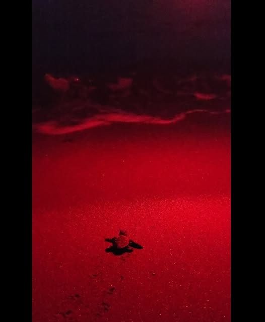 Forio, 19 tartarughine verso il mare alla Chiaia: un’emozione che unisce&nbsp;l’isola