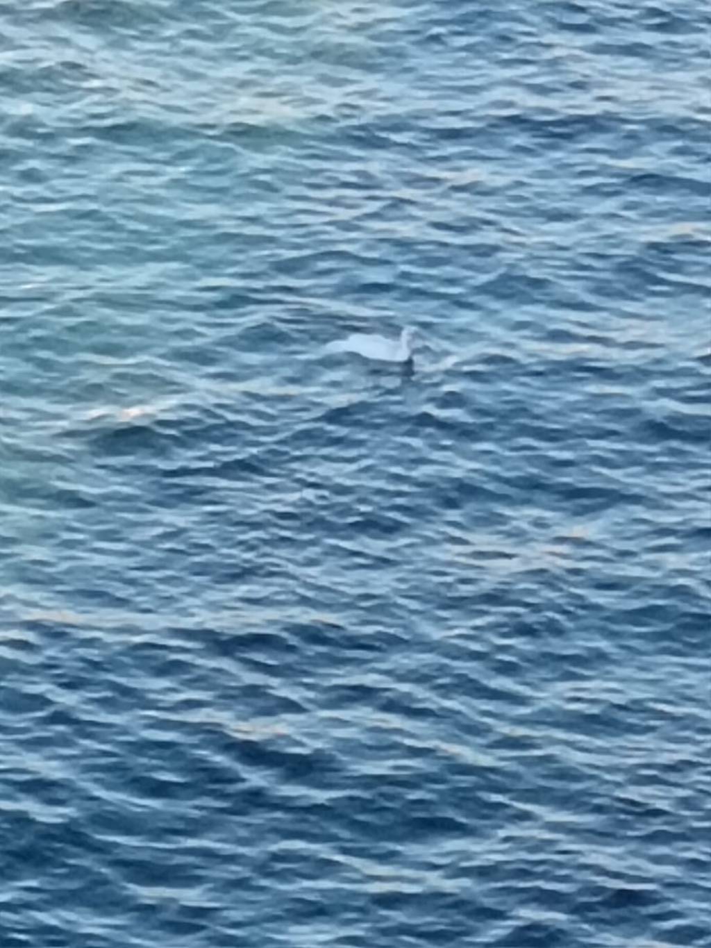 Un cigno nel mare di Sant’Angelo: la natura si prende la scena (il&nbsp;video)