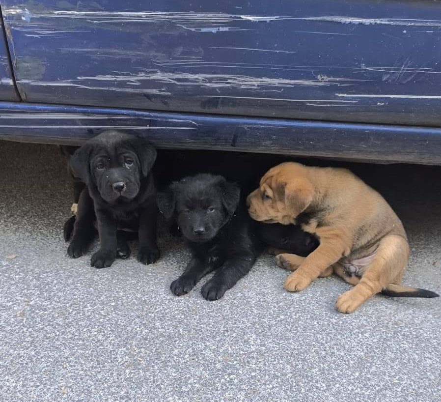 Nitrodi, cuccioli abbandonati nel parcheggio