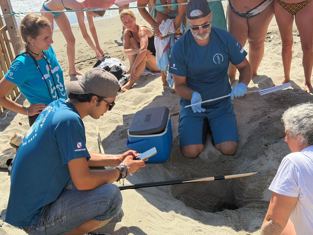 Forio, il caldo compromette i nidi di Caretta caretta: perso quello di Citara, restano speranze per San&nbsp;Francesco