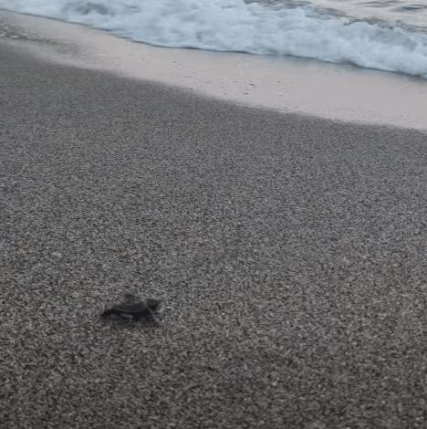 Forio, nuova speranza per le Caretta caretta: due tartarughine raggiungono il mare ai Giardini&nbsp;Poseidon