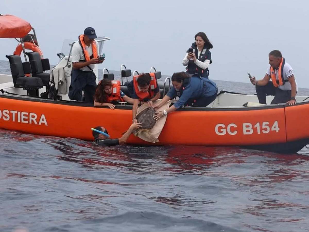 Il mare riabbraccia Pioppina, Hope Leda e Flavia: tre tartarughe tornano libere a&nbsp;Ischia
