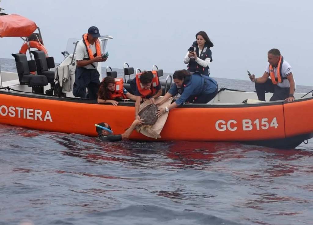 Il mare riabbraccia Pioppina, Hope Leda e Flavia: tre tartarughe tornano libere a&nbsp;Ischia